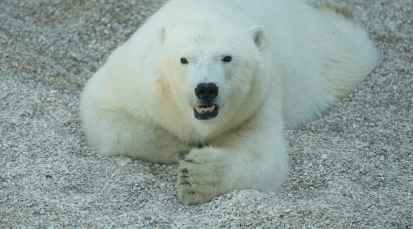 comportamentul nestiut al ursilor polari
