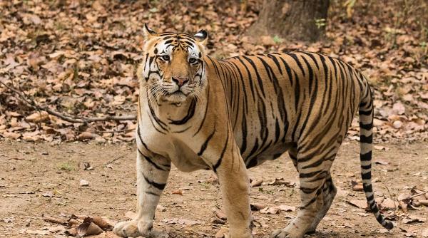 covid 19 ataca si animalele lei si tigri de la gradina zoologica din washington depistati pozitiv