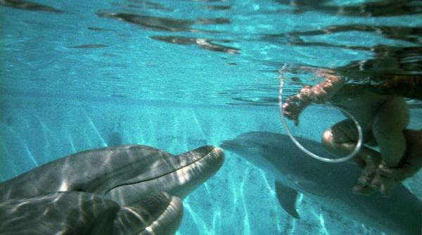 experiment esuat al nasa cum s a sinucis un delfin despartit de instructorul sau