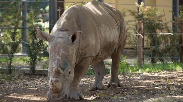 autoritatile din india au ars 2 500 de coarne de rinocer confiscate de la braconieri