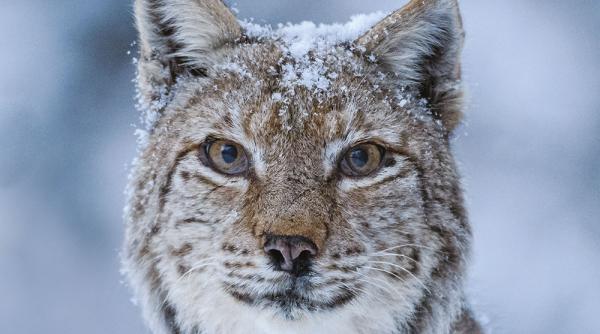 romania salbatica ajunge in aproape 40 de orase in a doua saptamana de la lansare