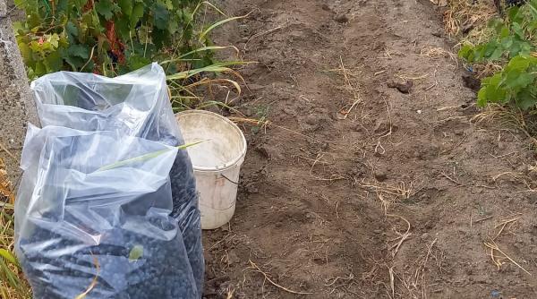 breaza potirul din care picura vinul globalizarii