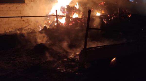 sute de rate si zeci de iepuri au murit intr un incendiu