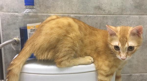 sindromul rar care a dat unei pisici de cinci luni un chip imbatranit si mereu trist