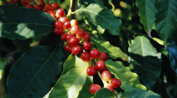 povestea cafelei adevarate