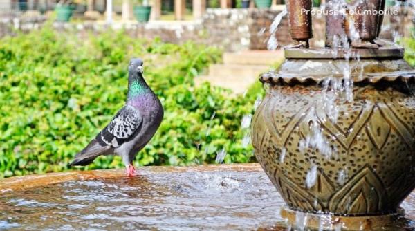 p cum sa administrezi corect porumbeilor medicamentele dizolvate in apa alege produse columbofile