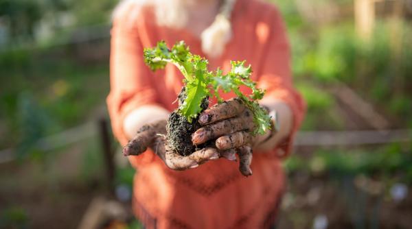 romanii lasa spania in urma culegatori de rosii pleaca dezamagiti din canare