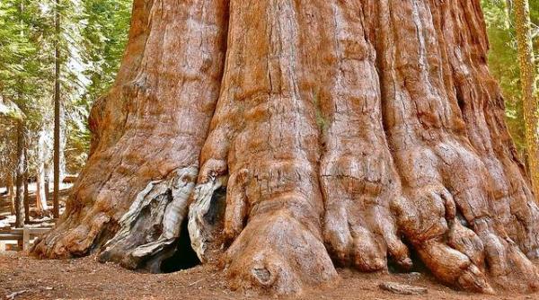 arborii sequoia in pericol 20 dintre cei mai mari copaci din lume au fost distrusi de incendii
