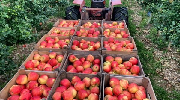 cum alegem si ingrijim pomii pentru a i proteja