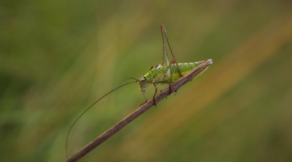 comisia europeana aproba lacustele pentru consum noi produse ar putea ajunge in magazinele europene