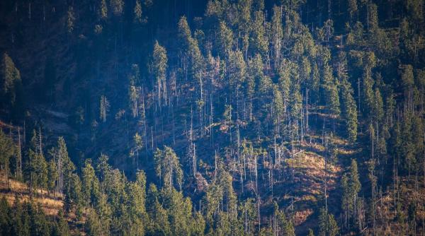 criza lemnului explodeaza anul viitor preturile la romsilva s au dublat