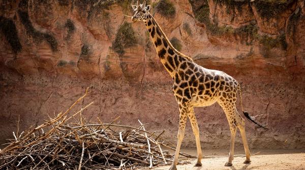 a murit cea mai batrana girafa din lume