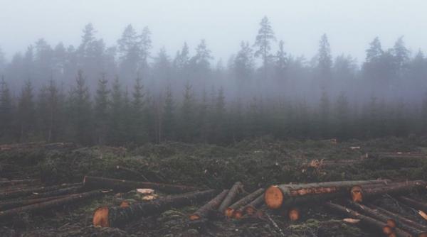 in plina criza energetica romania ignora lemnul si biomasa