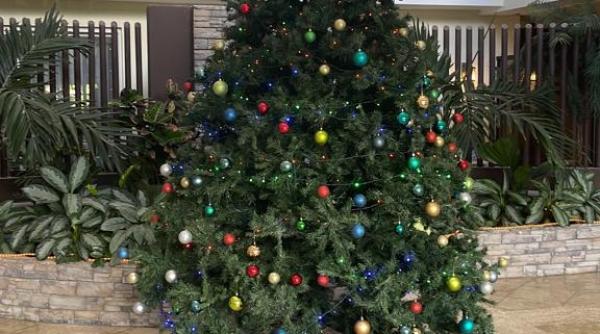 piftie brad si plaja