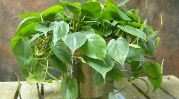 5 plante de apartament greu de ucis