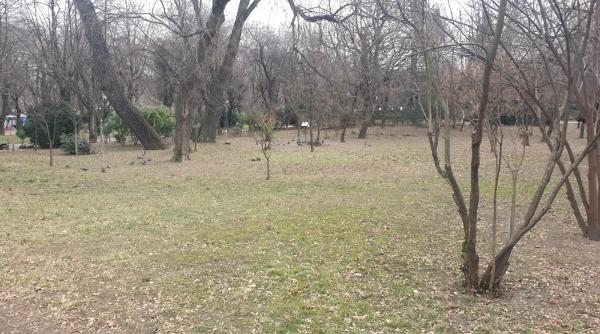 Războiul ciorilor în „Stalingradul” Cișmigiului