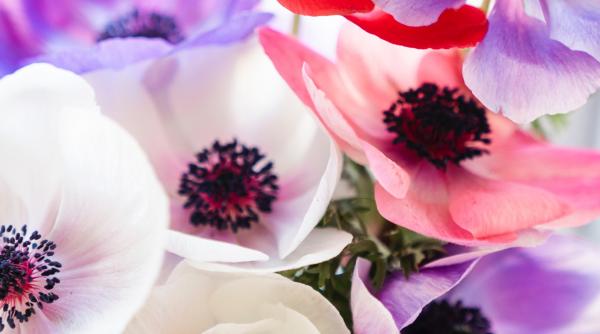 otravurile din anemone cheia pentru o noua generatie de medicamente