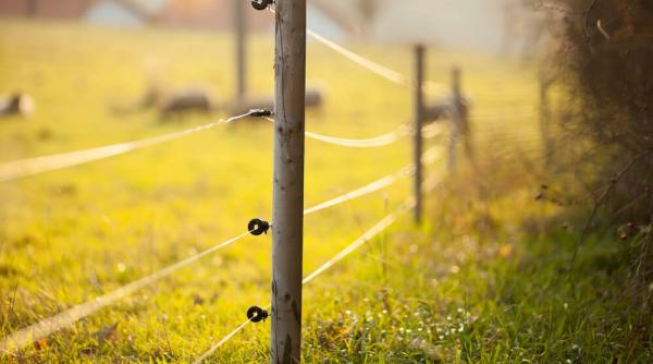 gardul electric solutia ideala pentru crescatorii de bovine