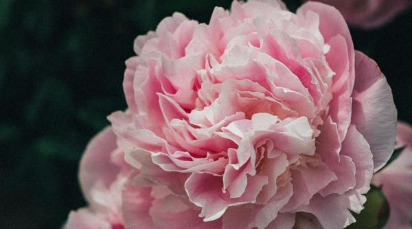 cum sa plantezi bujori termeni si reguli pentru plantarea in pamant