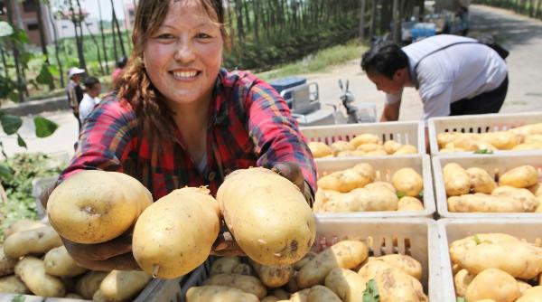 cultivatorii de cartofi vor putea primi in acest an un sprijin financiar de 200 de euro ha pe o schema de minimis