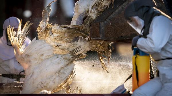 china anunta primul caz de gripa aviara h3n8 la om