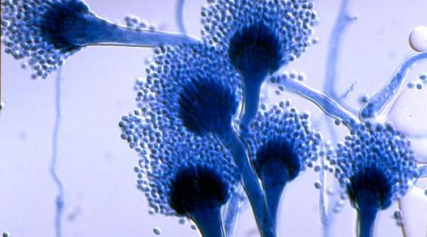 un mucegai rezistent la medicamente capabil sa infecteze oamenii