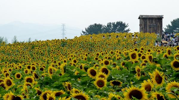 romania in ue locul 1 la productia de floarea soarelui locul 4 la grau si locul 6 la pib per capita