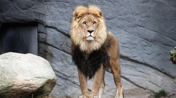 alerta un leu circula liber in targoviste a fost emis un mesaj ro alert