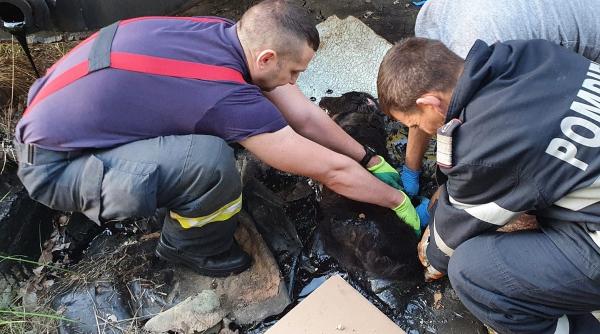 arges interventie de peste 4 ore a pompierilor pentru salvarea unei cateluse prinse in smoala