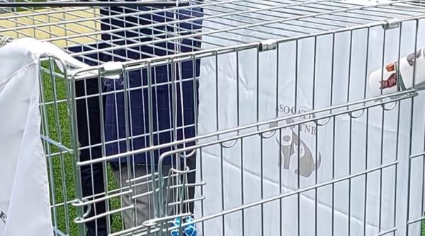 Nicușor Dan și „blatul” cu Rattus Norvegicus
