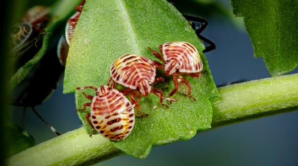 de ce apar daunatorii in culturile agricole si cum ii combati