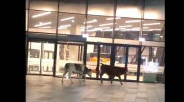 imagini incredibile doua vaci s au plimbat nestingherite prin parcarea aeroportului international timisoara in apropierea pistei