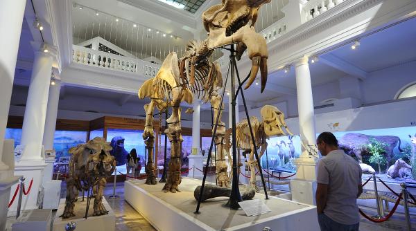 vizite gratuite si ateliere recreative la muzeul antipa de 1 iunie