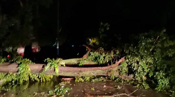 zeci de copaci doborati de vantul puternic in teleorman