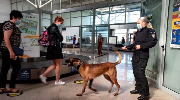 cainii mai eficienti decat testele pcr la detectarea covid 19