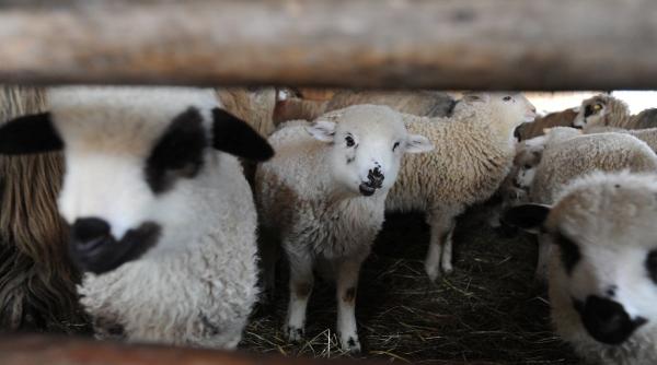 patru persoane retinute dupa ce ar fi furat oi din mai multe ferme si stane