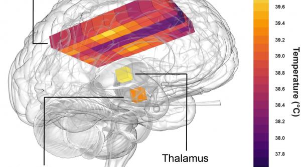creierul uman mai incins decat se credea anterior poate depasi 40 c in timpul zilei