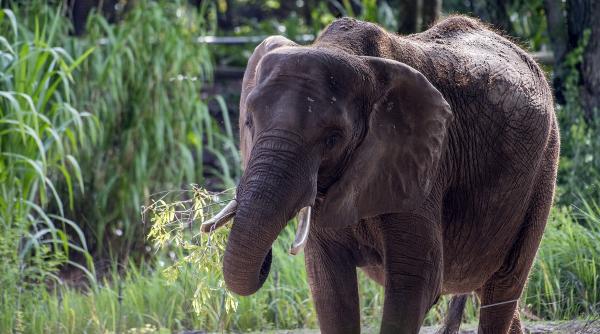 o instanta din new york a decis ca elefantul happy nu este persoana si ramane la zoo