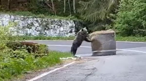 ursii lasati fara hrana dupa ce s a interzis vanarea lor