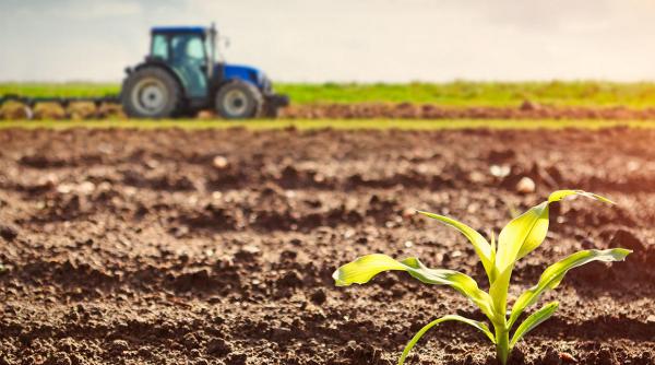 sfaturi utile pentru a alege drujba potrivita