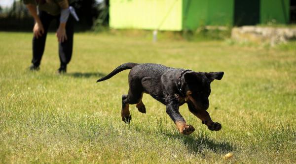pompierii din sibiu au salvat un caine blocat pe marginea unui balcon