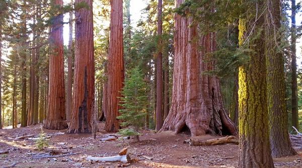 cei mai mari copaci din lume amenintati de un incendiu