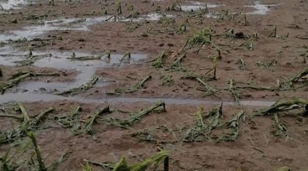 trei judete nu mai dispun de apa pentru irigatii din cauza scaderii nivelului dunarii