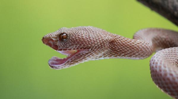 o broasca si un sarpe au facut pagube de 16 miliarde de dolari in 36 de ani