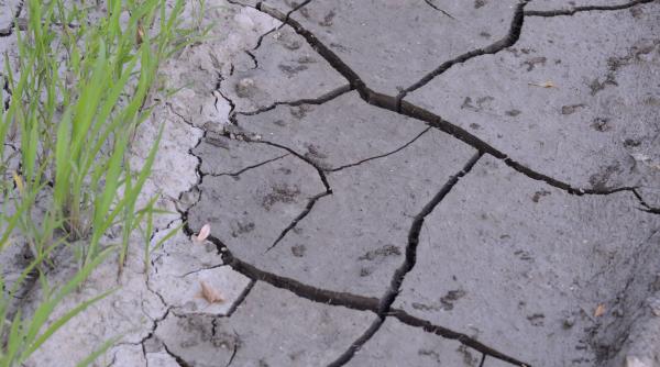 suprafata afectata de seceta a depasit 205 000 de hectare in 25 judete