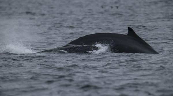 balena din franta mamiferul blocat in raul sena va primi o doza de vitamine