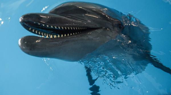 zece delfini au esuat pe o plaja din noua zeelanda