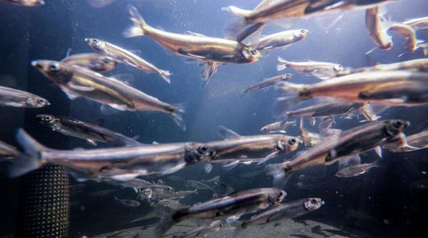 cel mai scump dezastru din istorie megainundarea californiei