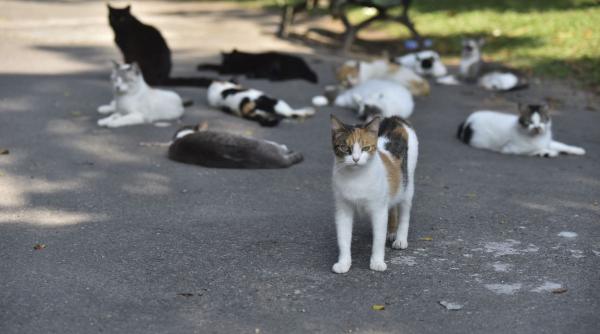 efectele crizei britanicii renunta la animalele de companie