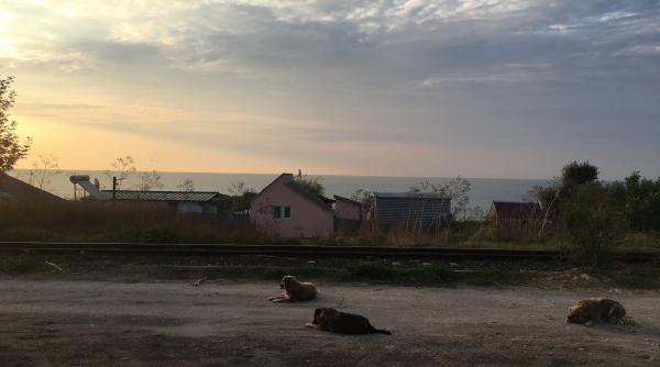 pescarus raiul salbatic deschis intre costinesti si olimp